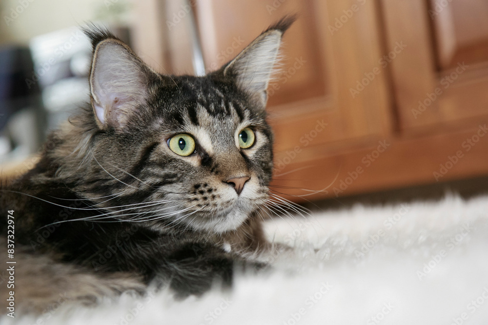 Maine Coon kitten, black marbled turtle, close up portrait. Portrait of a cute tabby Maine Coon kitten lying on a carpet at home. Maine Coon kitten, black marbled turtle, close up portrait. Portrait of a cute tabby Maine Coon kitten lying on a carpet at home.
