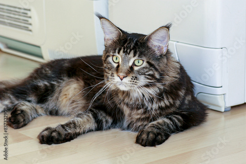 Maine coon cat lying on the floor of the house  in front of household appliances. Maine Coon cat  black marbled turtle portrait.
