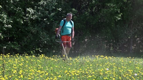 Farmer uses gasoline engine powered string trimmer to destroy weeds in dandelion field. photo