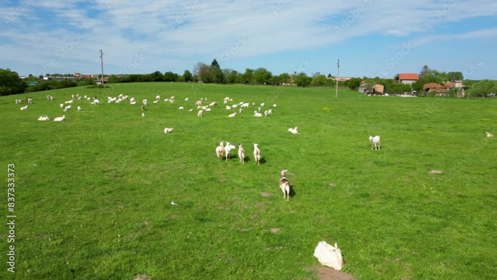 Aerial high angle shot of a herd of domestic goats. Drone footage of farm animals grazing on a lazy spring day. Seasonal animals taking care of babies. Helicopter herding of Capra hircus. Sustainable. Aerial high angle shot of a herd of domestic goats. Drone footage of farm animals grazing on a lazy spring day. Seasonal animals taking care of babies. Helicopter herding of Capra hircus. Sustainable.