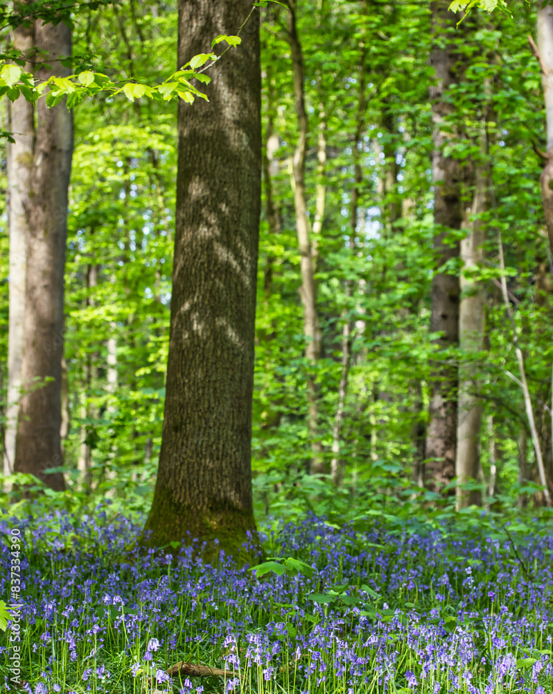 Nice green landscape in the forest with a close up of purple bluebell flowers on the ground: Belgian woods of Halle in spring during a sunny morning Nice green landscape in the forest with a close up of purple bluebell flowers on the ground: Belgian woods of Halle in spring during a sunny morning