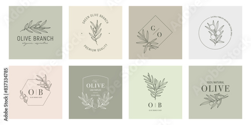 Olive label templates set with olive branches on color backgrounds in minimal linear style. Vector leaves and olive fruits. Greenery plants and simple frames