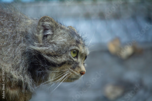 Photography Pallas cat (Otocolobus manul).