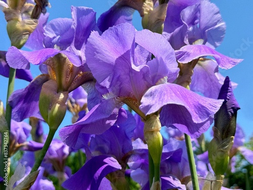 Delicate iris flowers blue purple blossom