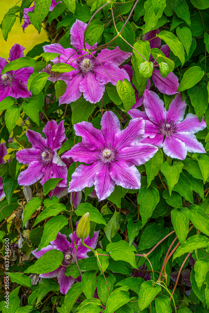 Naklejka premium Magenta Climatis Flowers