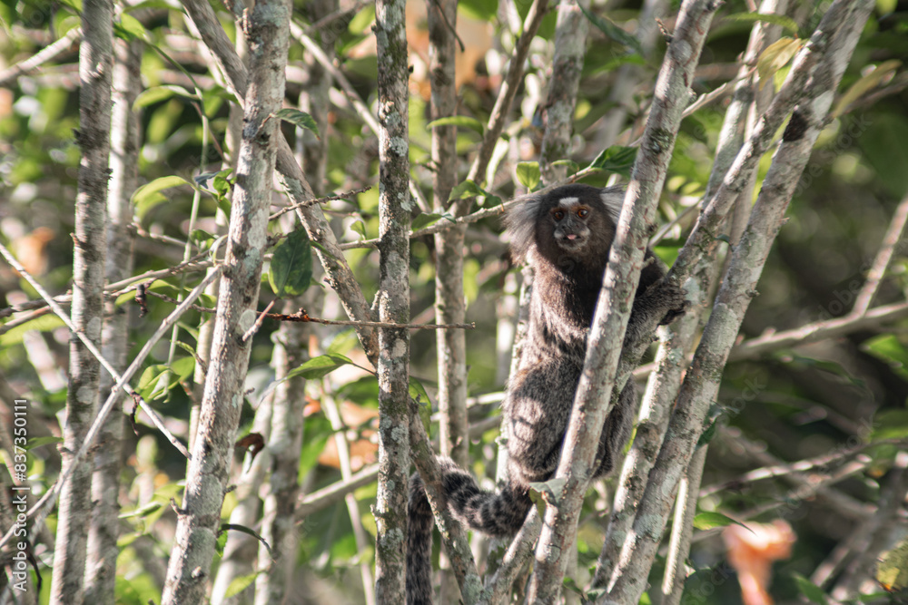 Fototapeta premium Common marmoset on a tree, Callithrix jaccus