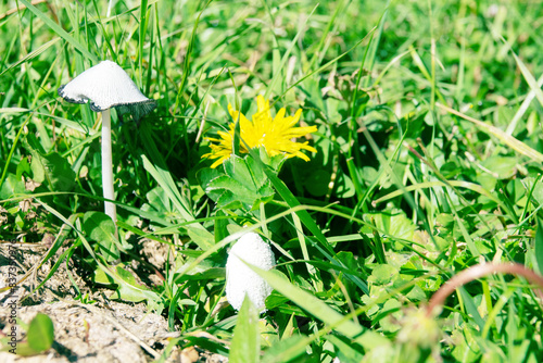 Pediophytium, white coprinus (Coprinus) on old pasture, mountain pasture of North Caucasum photo