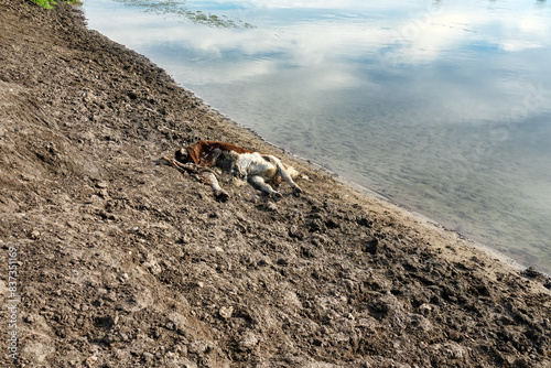 Livestock deaths, loss of cattle. A young bull or cow died on the riverbank photo