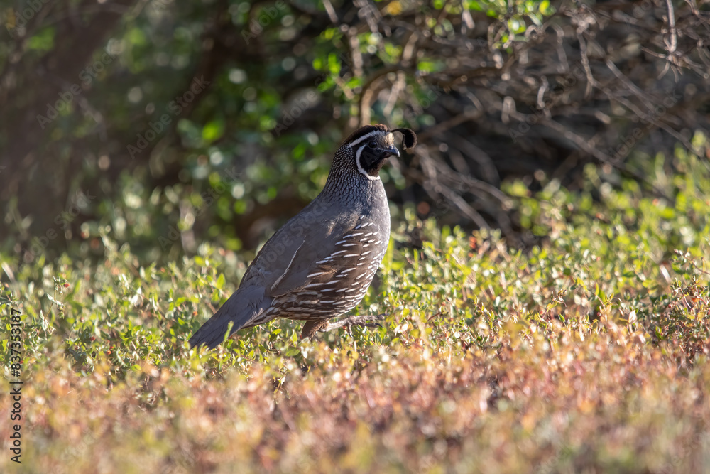 Obraz premium California Quail coming out of the bushes into the light.