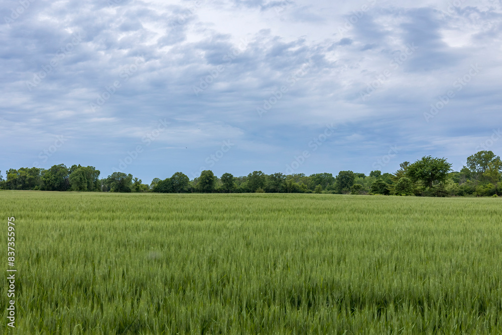 A field of winter wheat that is headed out with trees and storm clouds in the background. 