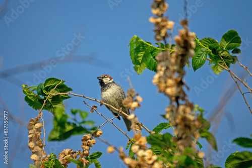 Spanish sparrow (Passer hispaniolensis) has moved into the Crimea and is building nests in forest belts photo