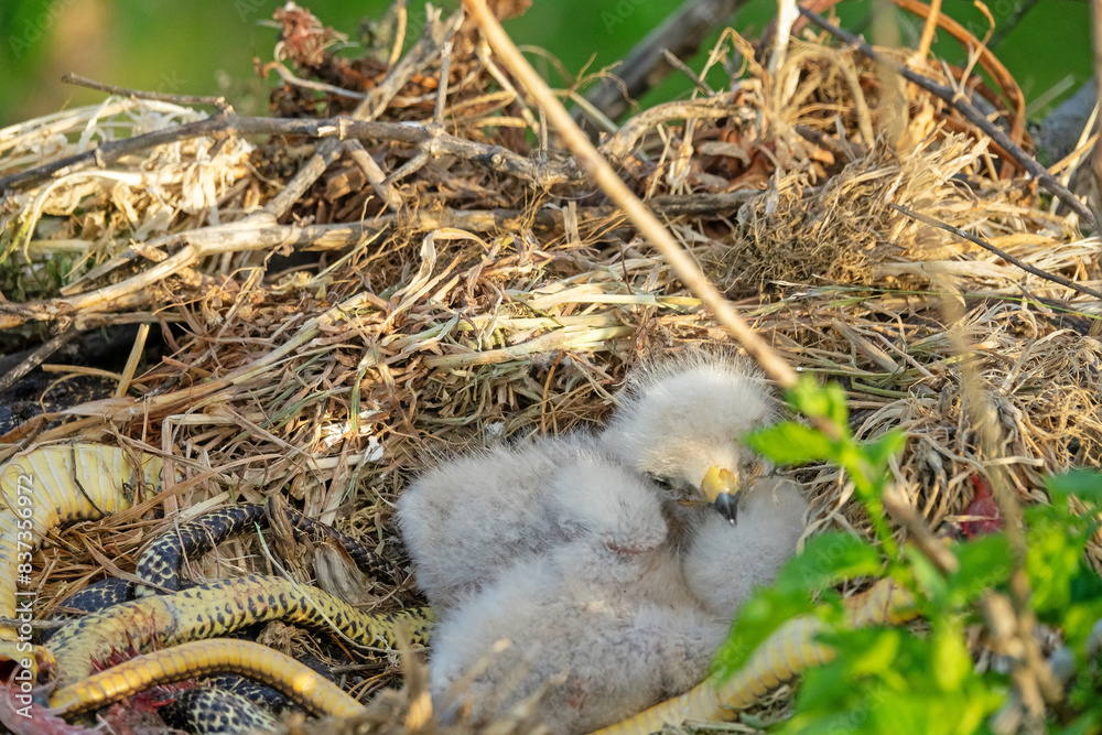 Obraz premium Long-legged buzzard (Buteo rufinus) nestlings are 5 days old, elder's eyes are open. Parents brought Balkan snake (Coluber jugularis) as food, feed chicks by tearing off small pieces of snake muscles