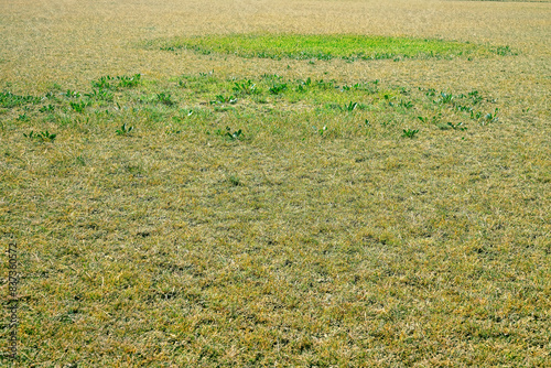 The salt-marsh dry steppe is heavily ravaged (excessive grazing) by cattle, overgrazed. In the top is a halophile, which is poorly eaten by cattle photo