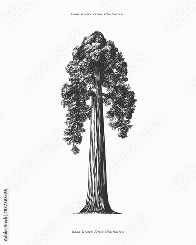 Sequoia in engraving style. Sequoia is the tallest tree on earth. Vintage botanical illustration on a light isolated background. Hand-drawn vector illustration.