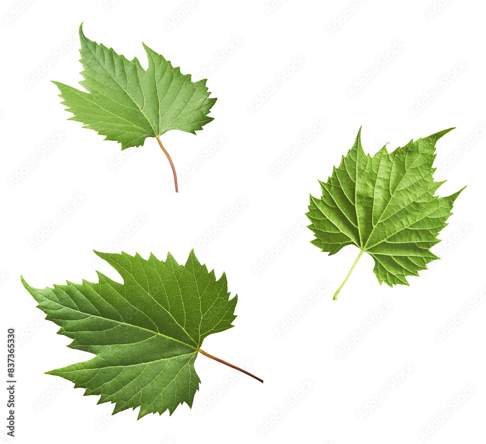 Fresh green grape leaves falling in the air isolated on white background. Fresh green grape leaves falling in the air isolated on white background.