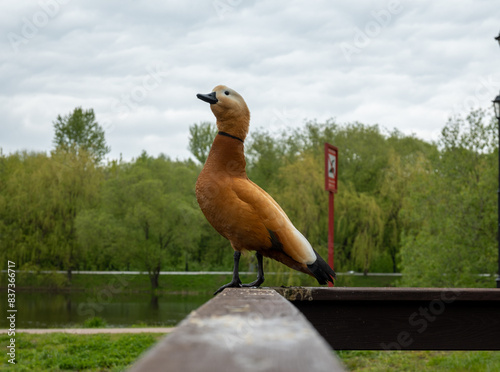 bird on the roof photo