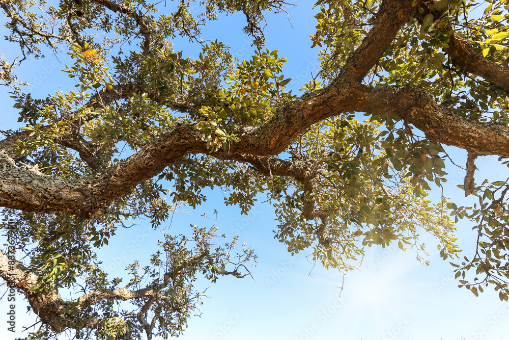 Fototapeta premium Old Cork oak tree (Quercus suber) in evening sun, Alentejo Portugal Europe