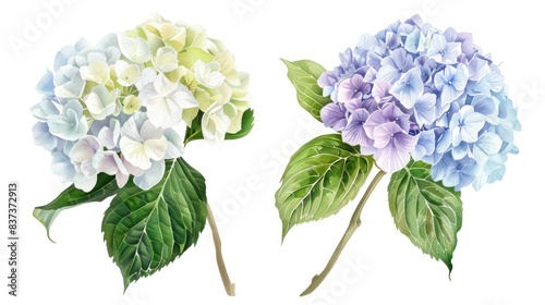 blue and violet hortensia flowers isolated on white background