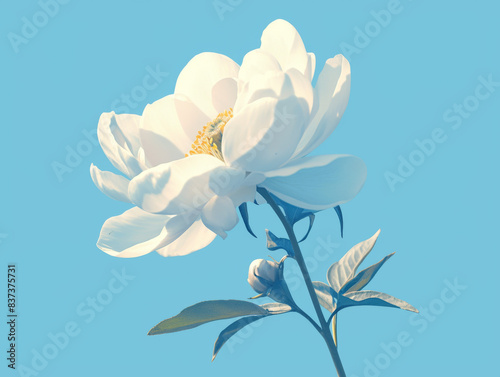 White peony flower isolated on a light blue background