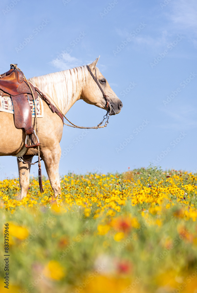 Φωτογραφία Palomino Quarter horse in western tack in a field of yellow flowers