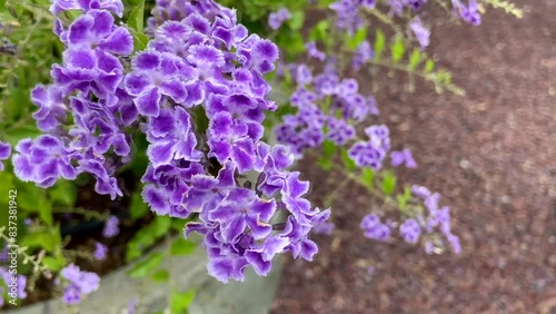 Duranta erecta also known as Sky flower,Pigeon berry or Golden dewdrop in the garden of Tenerife,
Canary Islands,Spain.

