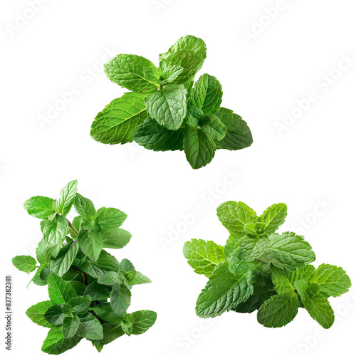 Photo of Peppermint herb, Asian herbs, isolated on transparent background. photo