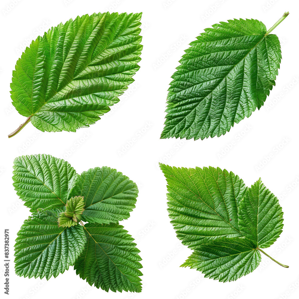 Photo of Raspberry Leaf herb, Asian herbs, isolated on transparent background. Photo of Raspberry Leaf herb, Asian herbs, isolated on transparent background.