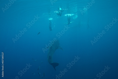 Wallpaper Mural People snorkeling with whale shark in beautiful blue sea Torontodigital.ca