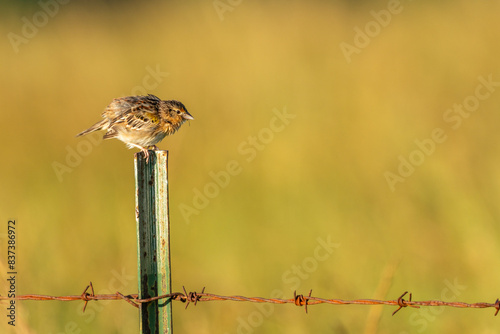 Grasshopper Sparrow perched on a fence post photo