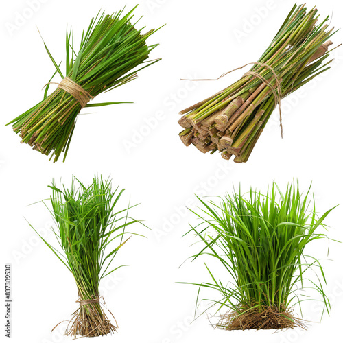 Photo of Vetiver herb, Asian herbs, isolated on transparent background. photo