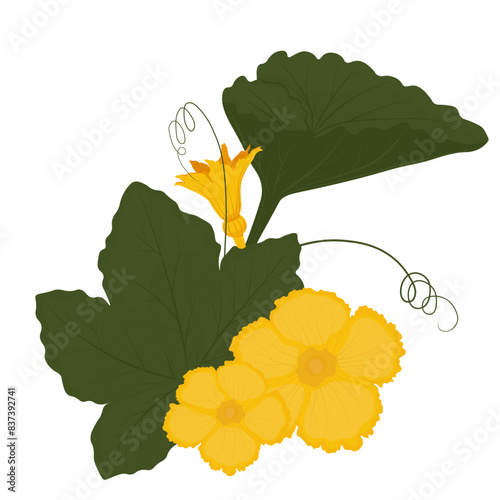 Foliage, squash tops. Greens and pumpkin flowers. Vector stock illustration. Isolated on a white background.