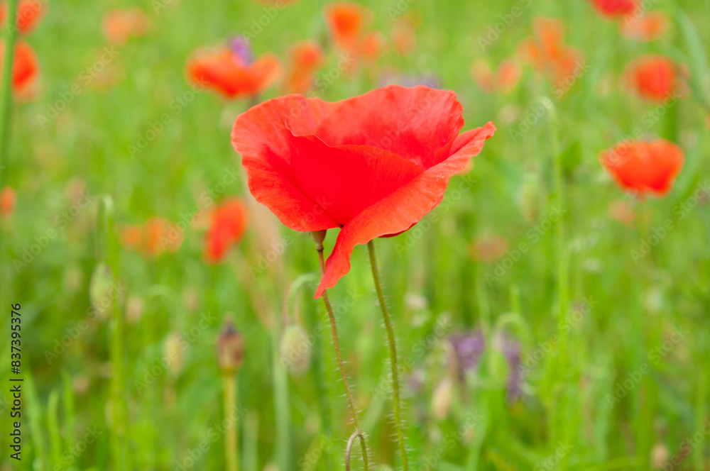 red poppy flowers in field