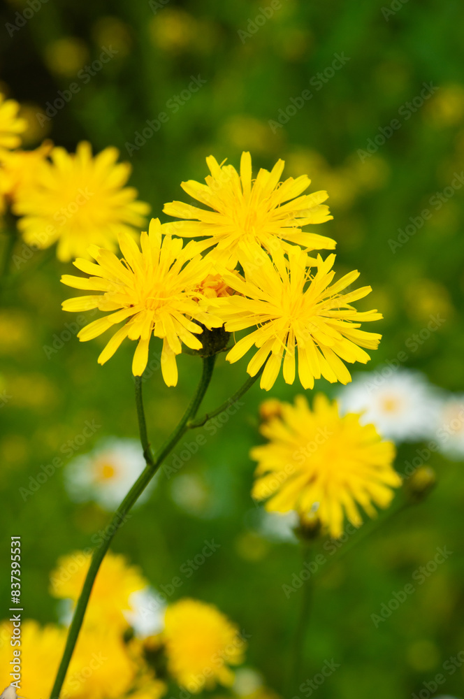 Small-striped family - Crepis capillaris. Klein streepzaad - Crepis capillaris. Yellow wildflower. Small-striped family - Crepis capillaris. Klein streepzaad - Crepis capillaris. Yellow wildflower.