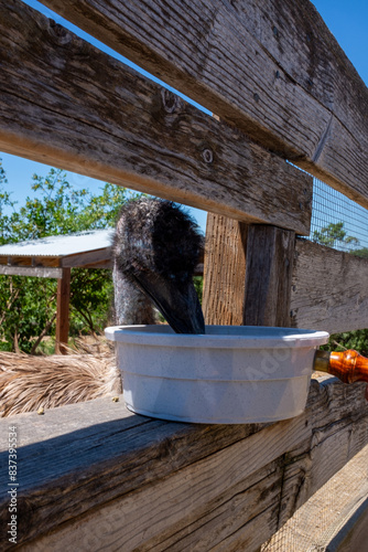 Feeding the emu at the Ostrichland USA in Solvang, California photo