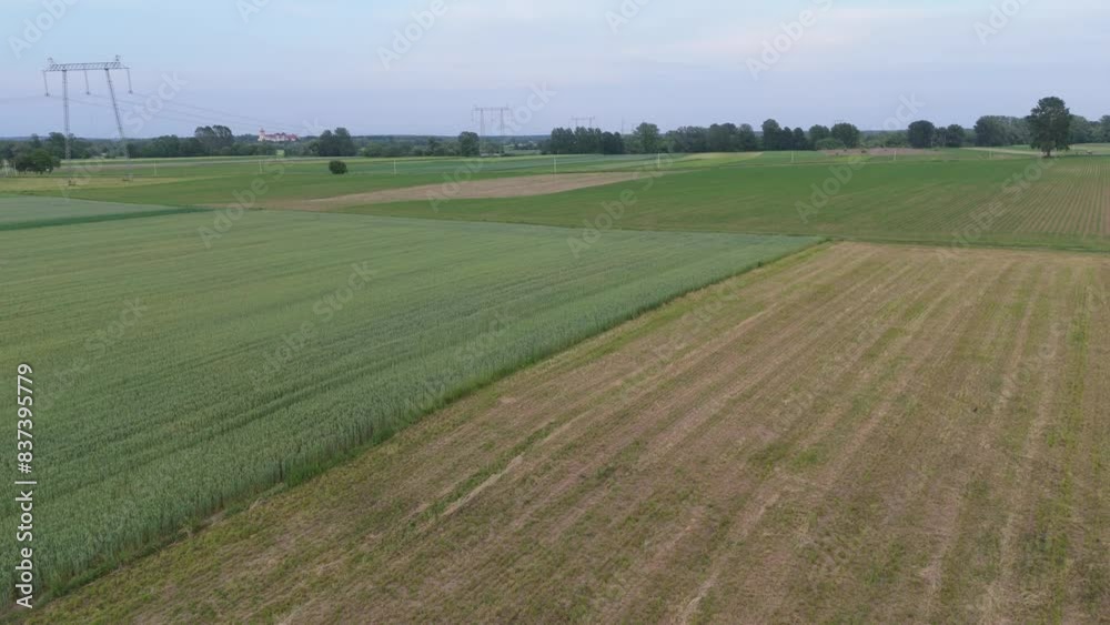 Aerial drone view of green wheat field, Poland. Aerial drone view of green wheat field, Poland.