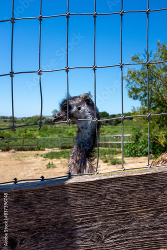 Emu at Ostrichland USA in Solvang, California photo