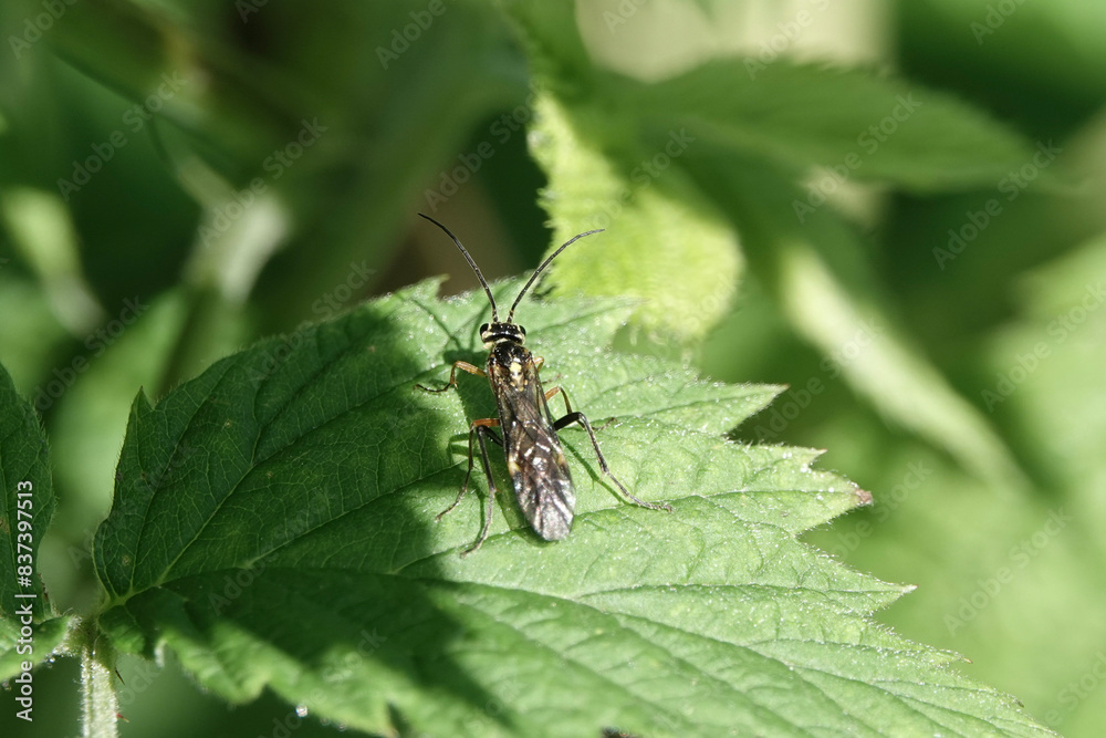 A Sawfly (Tenthredinidae) resting on a leaf A Sawfly (Tenthredinidae) resting on a leaf