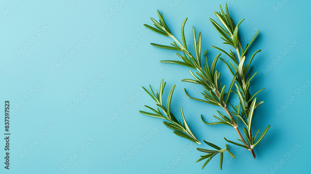 Fototapeta premium rosemary on a light blue background with copy space