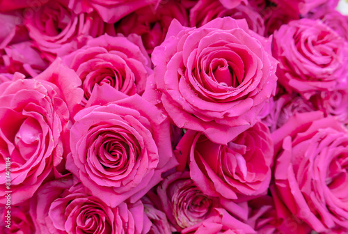 Large  pink roses. 