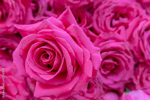 Close-up of a large  pink rose with a background of pink roses. 