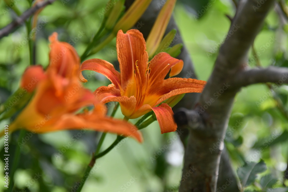 Fototapeta premium Orange Daylily Flowers