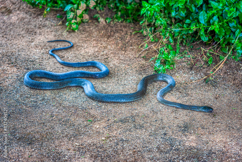 black mamba sliding in the sand bush in the background photo