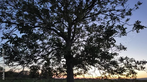 Slow motion of tree silhouette at sunset