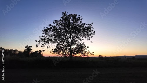 Slow motion of tree silhouette at sunset