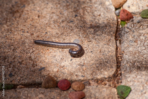 Centipede crawls on stones in the shadows close-up photo