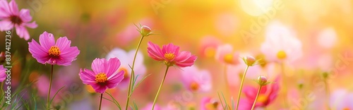 Beautiful spring summer bright natural background with colorful cosmos flowers close up. Pink Cosmos flower close up against blurred background in summer garden.