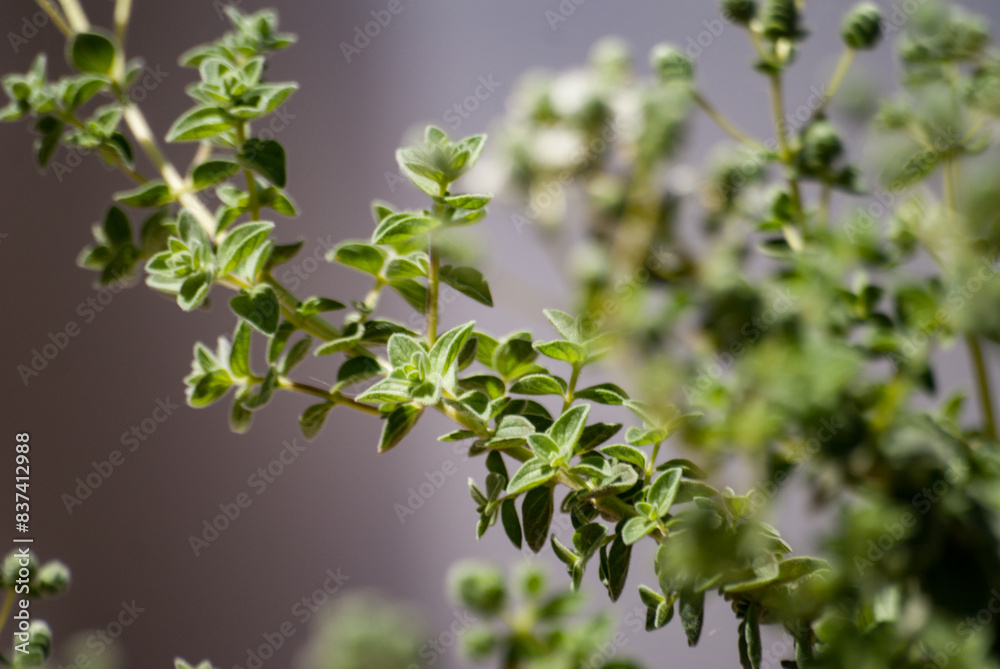 Delicate young twigs of a green plant on a blurred gray background Delicate young twigs of a green plant on a blurred gray background