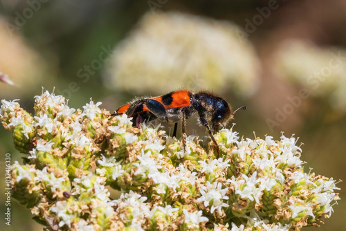 beetle on flower