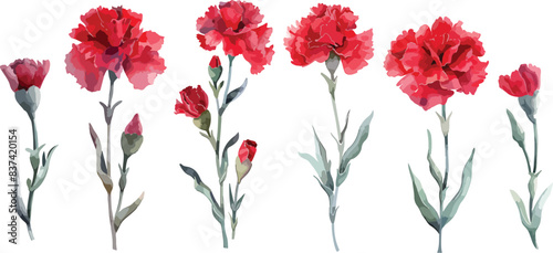 Set of Watercolor red carnation flower isolated on a transparent background. Botanical clipart, hand drawn vector illustration