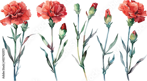 Set of Watercolor red carnation flower isolated on a transparent background. Botanical clipart, hand drawn vector illustration